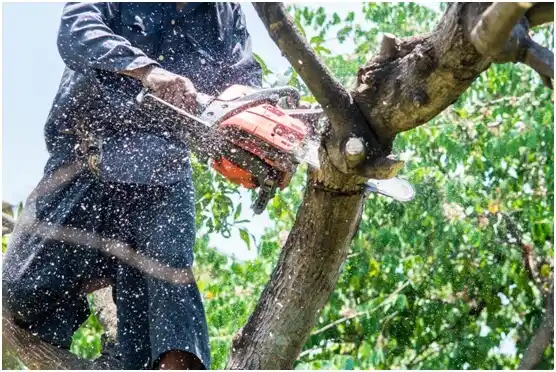 tree services Mondovi